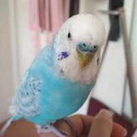 zest
